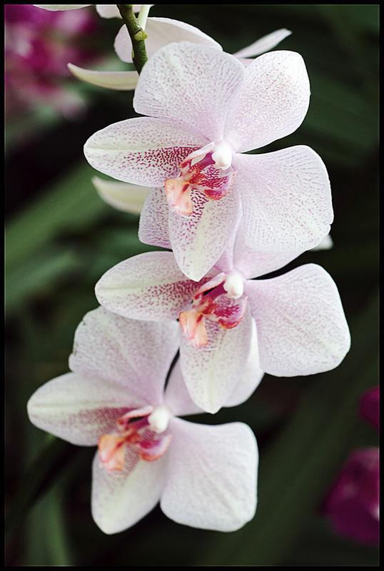 Orchidee2