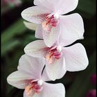 Orchidee2