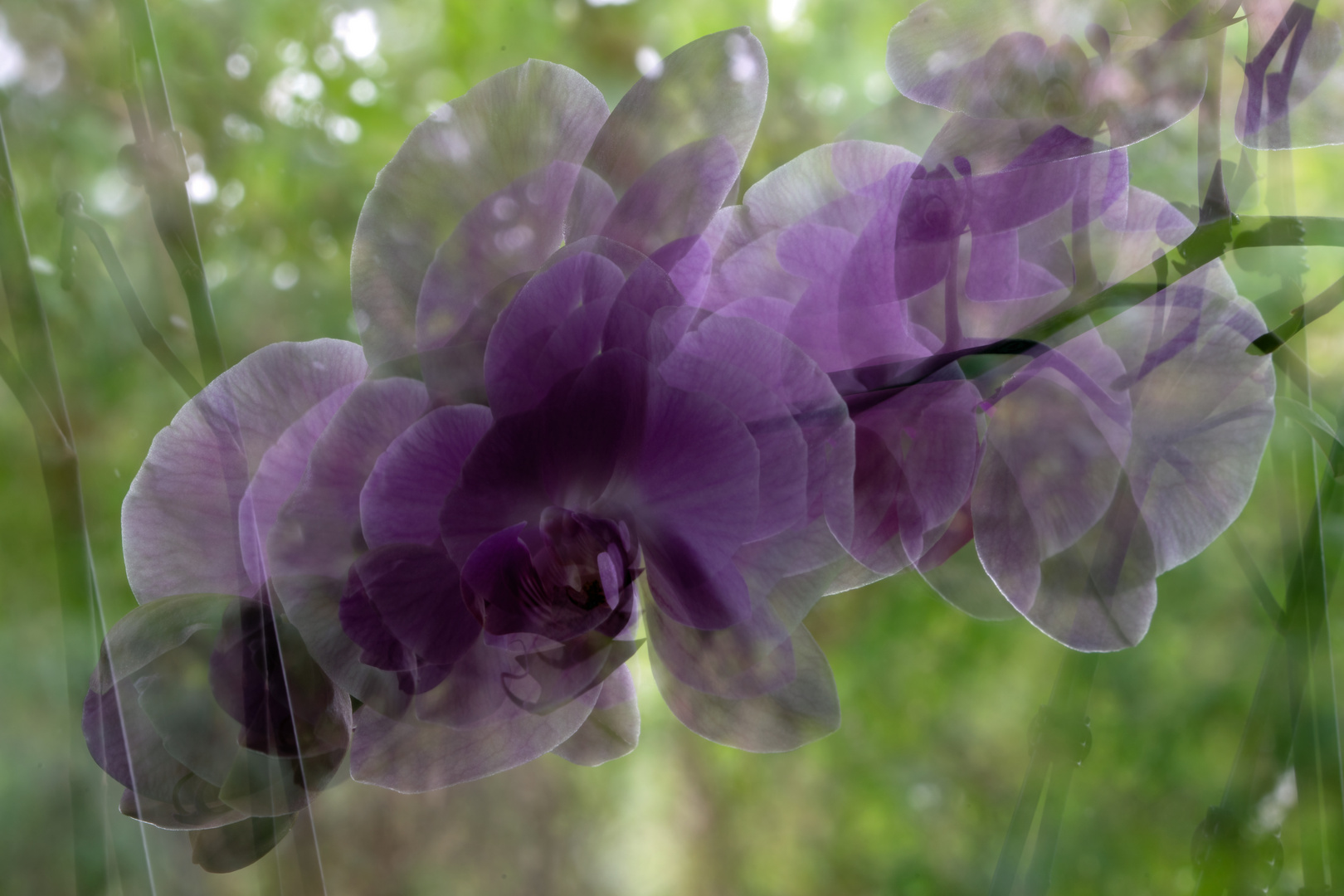 Orchidee2 - ICM- Langzeitbelichtung