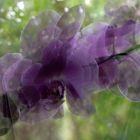 Orchidee2 - ICM- Langzeitbelichtung