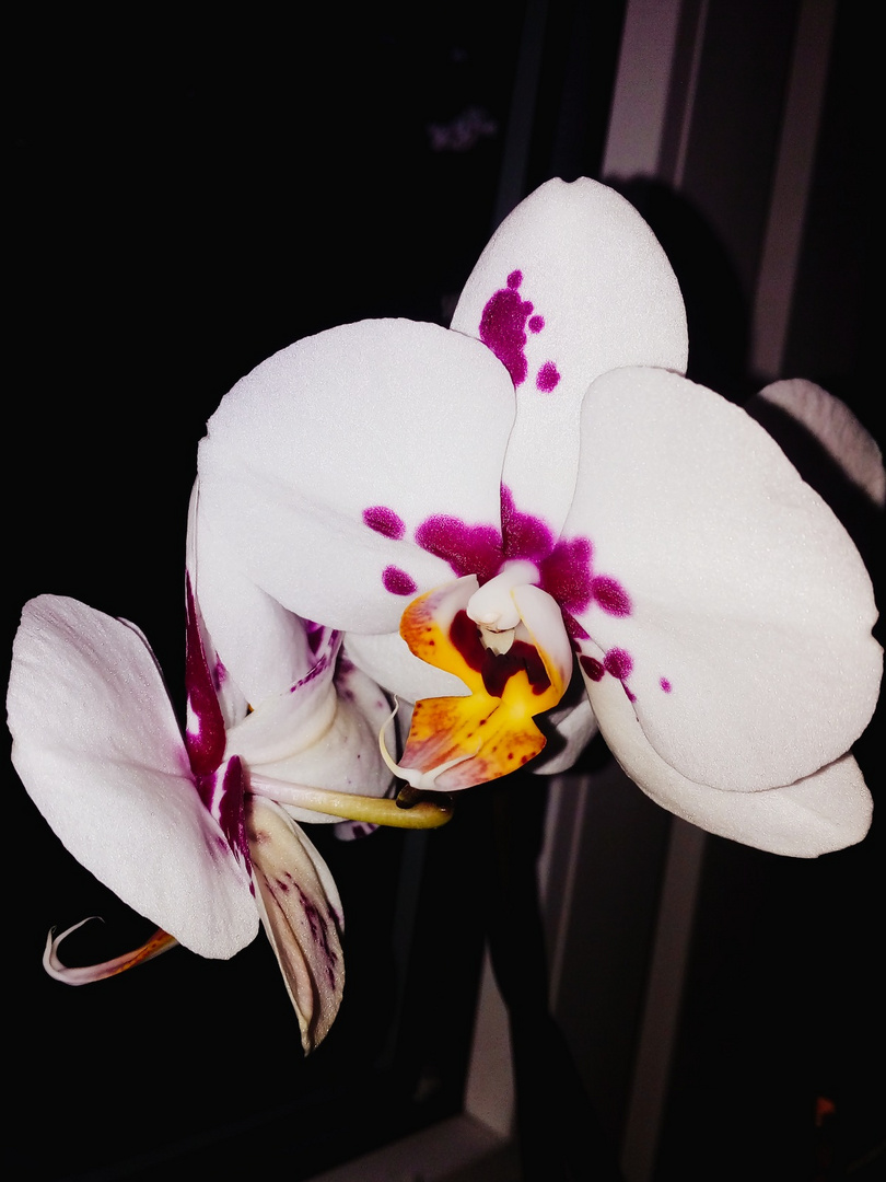 Orchidee....2018-07-08