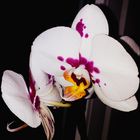 Orchidee....2018-07-08