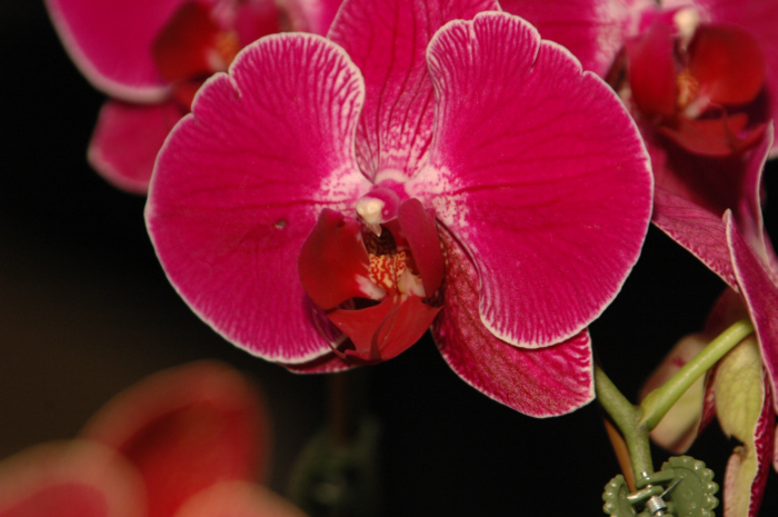 Orchidee3