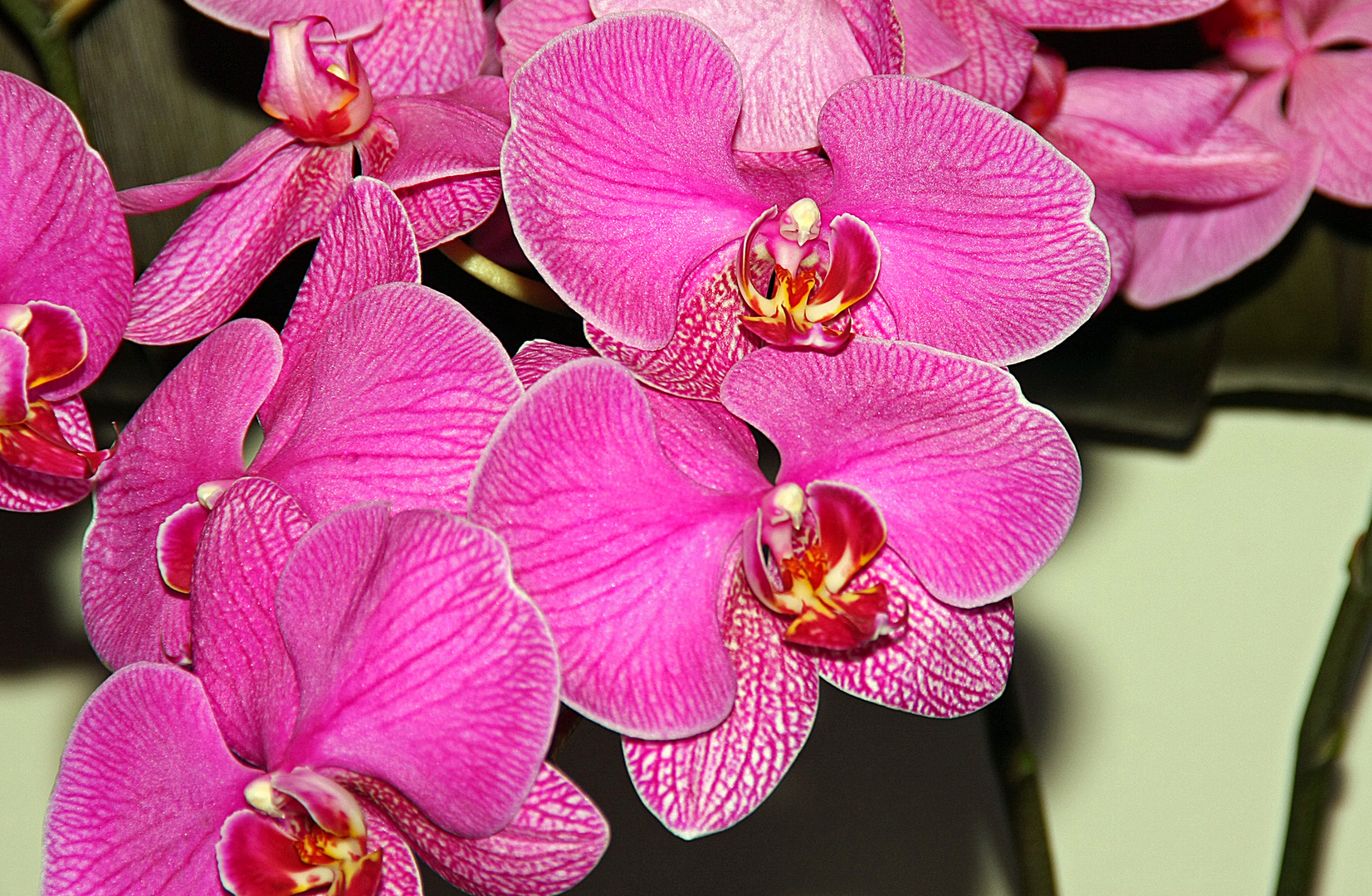 Orchidee3