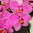 Orchidee3