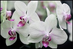 Orchidee3