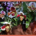 Orchidee_3