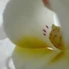 Orchidee3