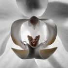 Orchidee_4