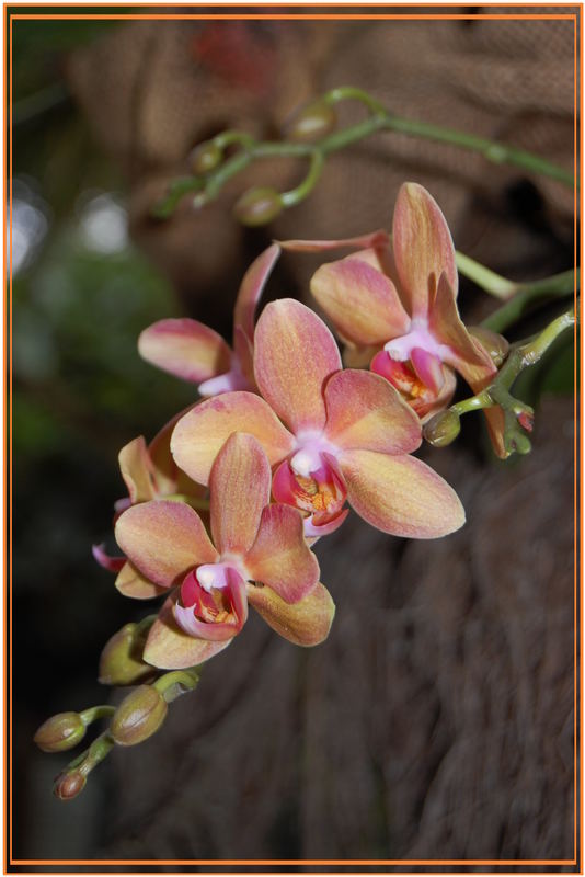 Orchidee_4