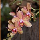 Orchidee_4