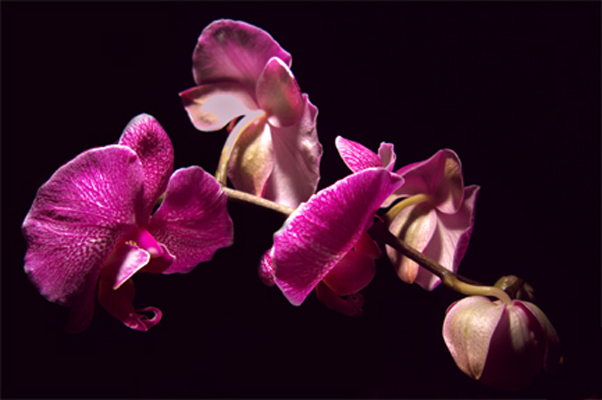 orchidee4