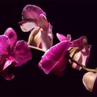 orchidee4