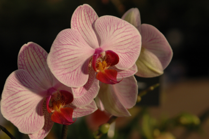 Orchidee4