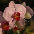 Orchidee4