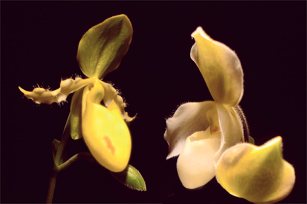 orchidee5