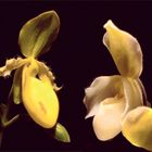 orchidee5