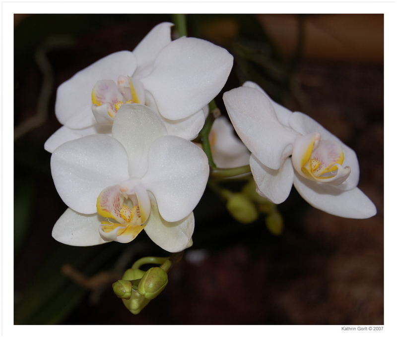 Orchidee_5