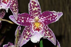 Orchidee.53