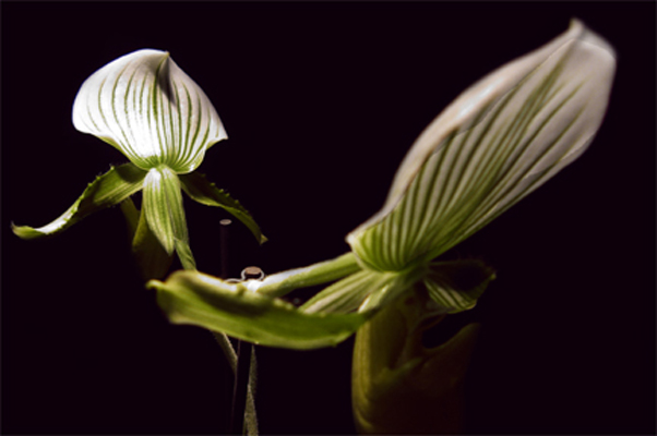 orchidee6