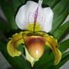 Orchidee64