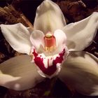 orchidee8