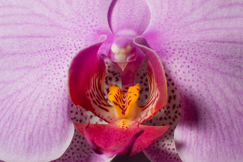 Orchidee_A4