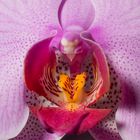 Orchidee_A4