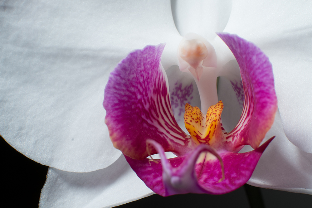 Orchidee_A5