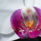 Orchidee_A5