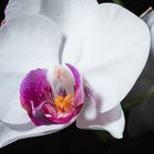 Orchidee_A6