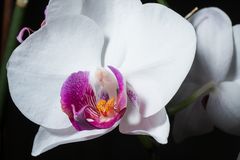 Orchidee_A6