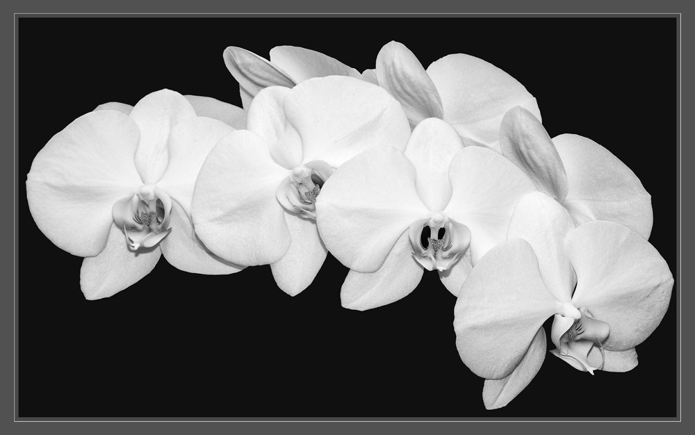 Orchideebouquet