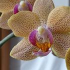 Orchidee_Detail