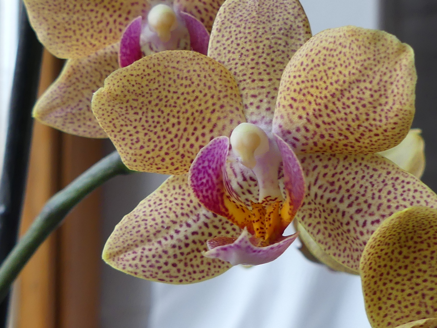 Orchidee_Detail