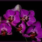 Orchideee