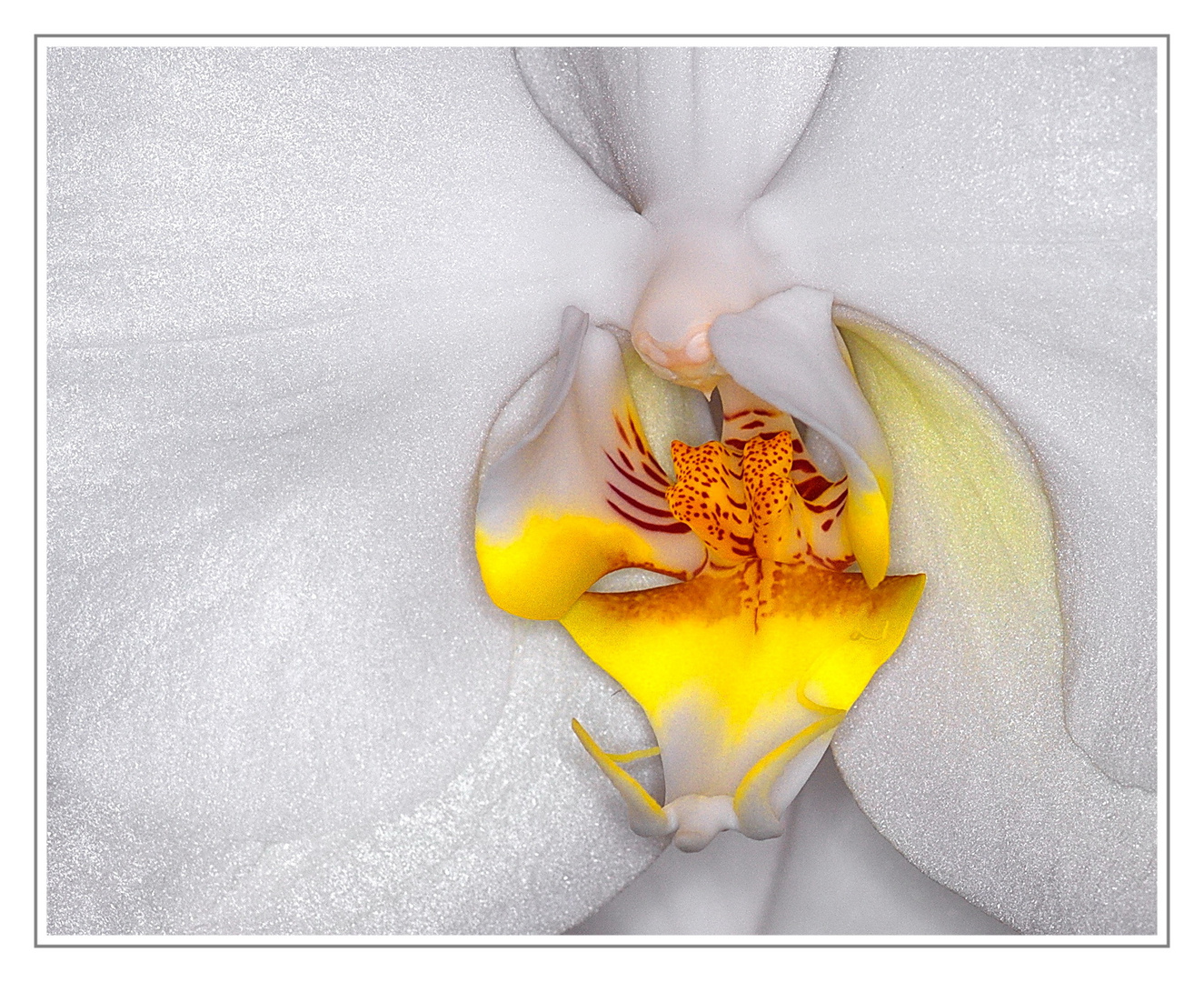 Orchidee(eine Schönheit)