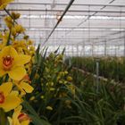 Orchideeën Hoeve