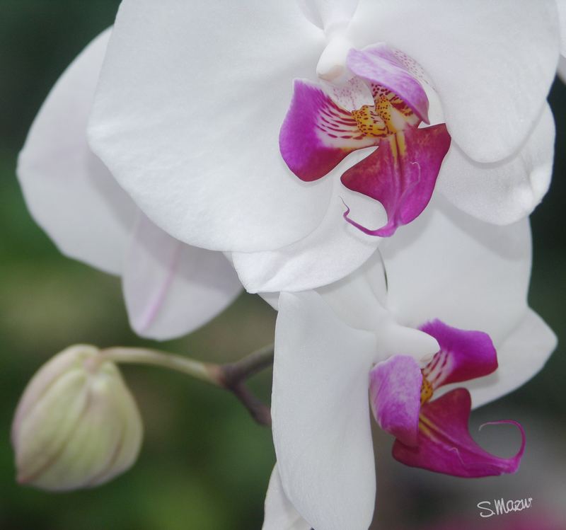 Orchideeen II