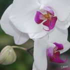 Orchideeen II