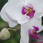 Orchideeen II