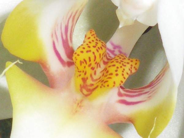 Orchideeen Stempel