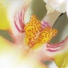 Orchideeen Stempel