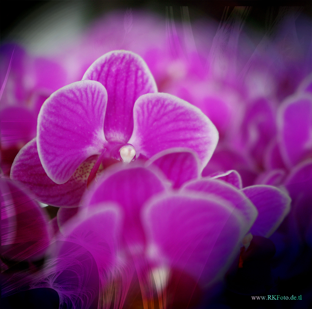 Orchidee,Foto,Fotomontage,Flower,Bildbearbeitung