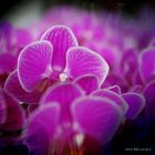 Orchidee,Foto,Fotomontage,Flower,Bildbearbeitung