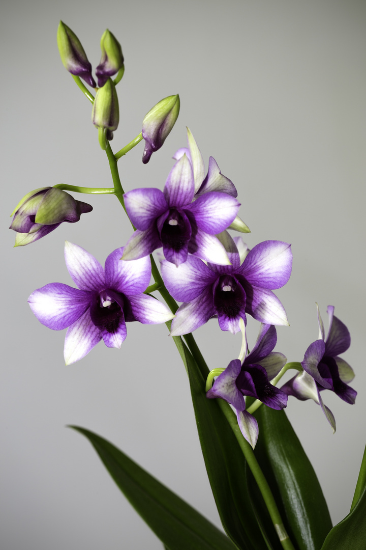 Orchidee_IMG_6649