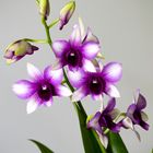 Orchidee_IMG_6649