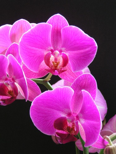 Orchideen