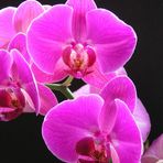 Orchideen