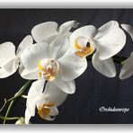 Orchideen